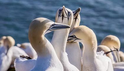 爱游戏平台-赛季MVP竞争白热化，多位候选人状态出众，这赛季mvp