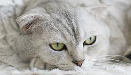 爱游戏登录入口-赞比亚男篮在非洲预赛中奋勇实干，勇夺佳绩，赞比亚联赛