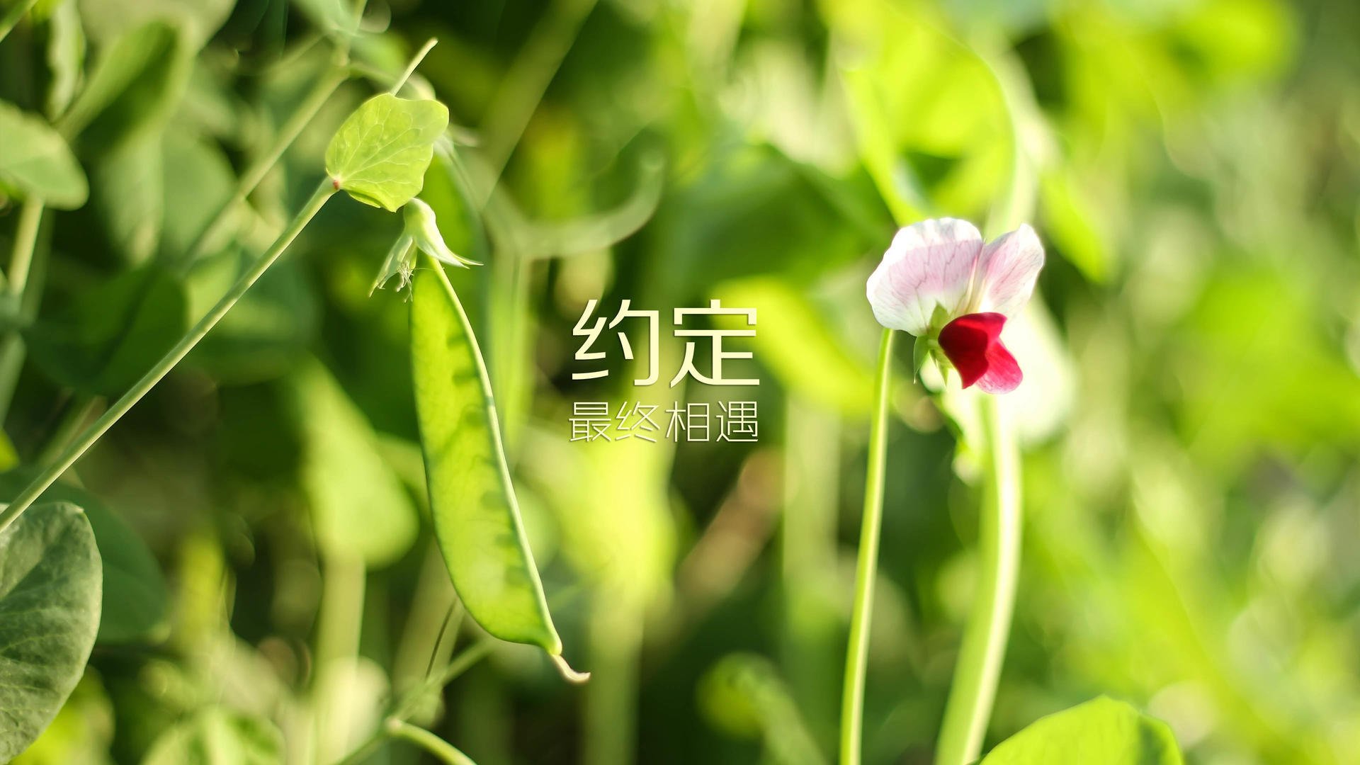 塞内加尔队在巴黎奥运会比赛中多次通过中路渗透得分，塞内加尔队球星