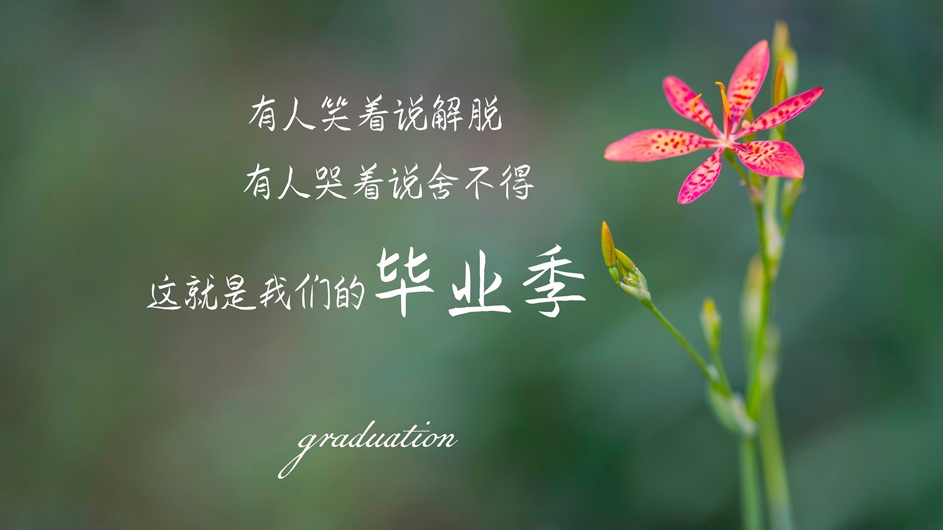 洛杉矶FC球迷支持力度加大，主场气氛火爆，洛杉矶fc球衣
