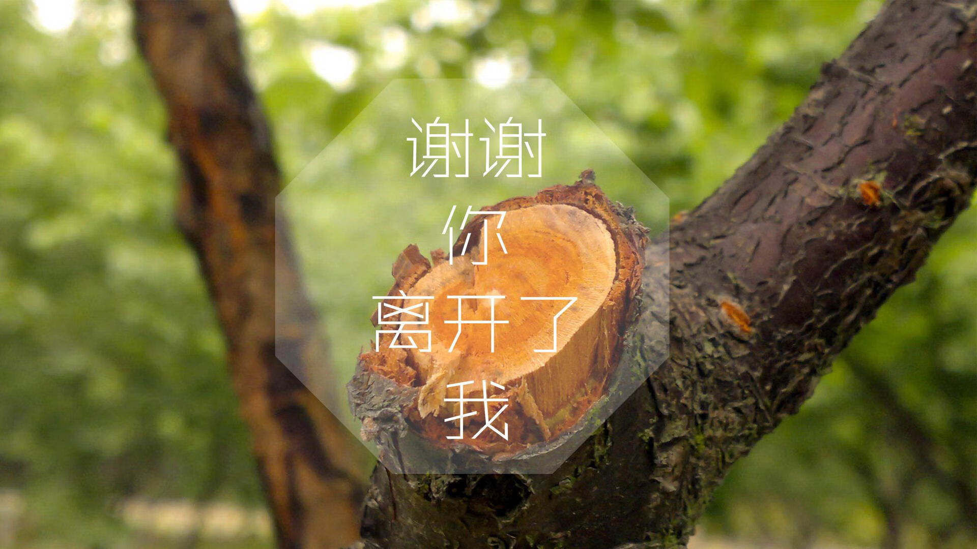 球迷高唱国歌，见证阿根廷夺冠，阿根廷 国歌