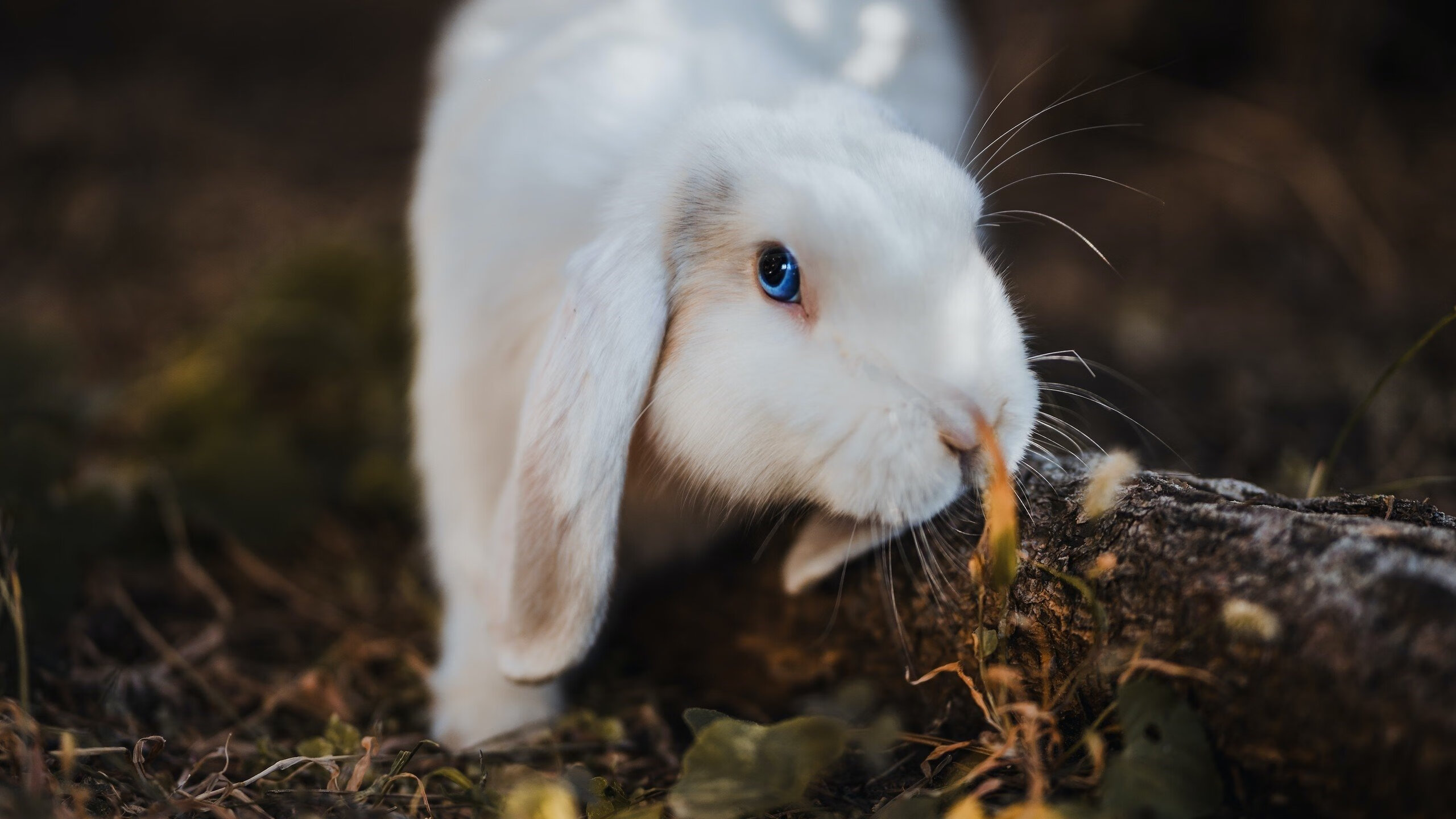 爱游戏-奥卡拉汉展现稳定的比赛心态，卡拉奥萨