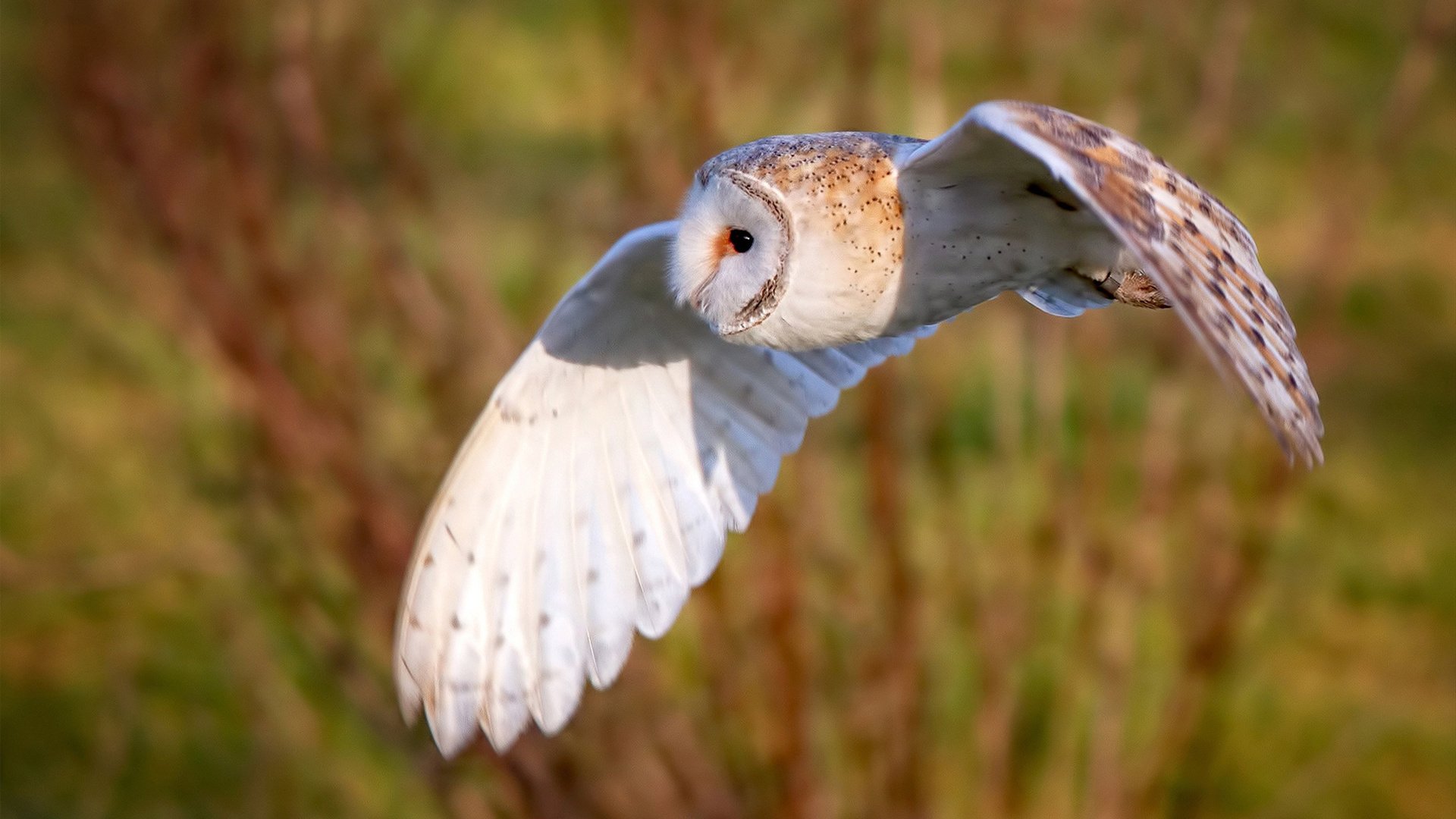 爱游戏娱乐网址-希腊女篮在欧洲锦标赛中再夺金牌，传统豪强持续发力，希腊篮球世锦赛
